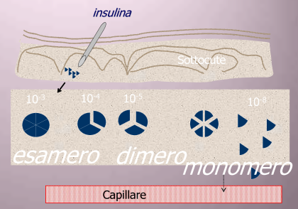 effetti insulina umana.png - 137,61 kB